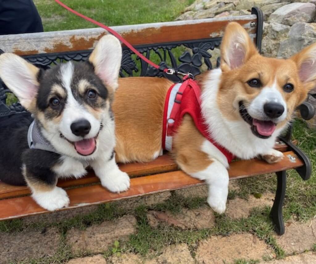 新潟でペット火葬なら虹への旅立ち